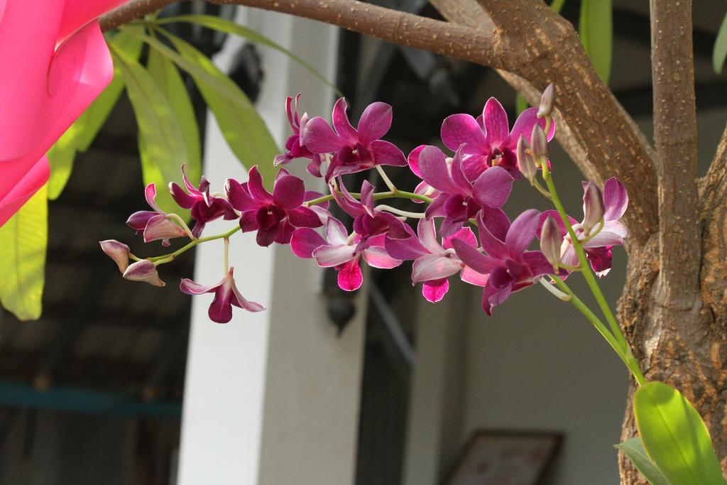 My Parents Guesthouse Kampot Εξωτερικό φωτογραφία